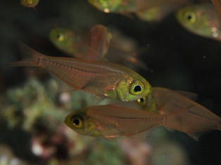 Poissons de verre